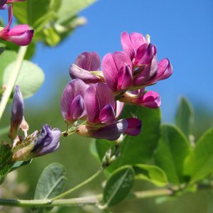 画像2: ファー・イースト（FE2）花ごよみ FE2-ヤマハギ (2)