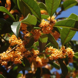 画像2: ファー・イースト(FE2)花ごよみ FE2-キンモクセイ (2)