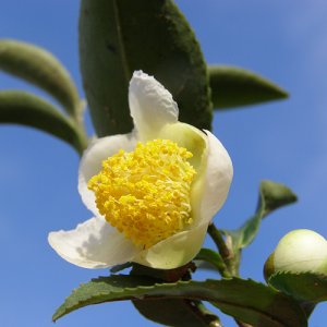 画像2: ファー・イースト(FE2)花ごよみ FE2-チャノキ (2)
