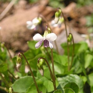 画像2: ファー・イースト（FE2）リサーチ FE2-ツボスミレ (2)