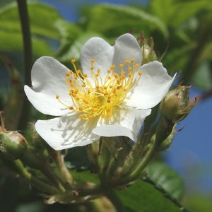 画像2: ファー・イースト（FE2）その他 FE2-ノイバラ (2)