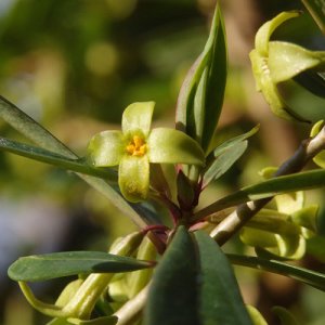 画像2: ファー・イースト(FE2)その他 FE2-オニシバリ (2)