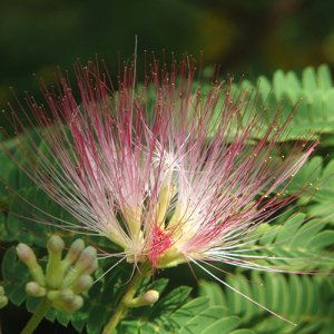 画像2: ファー・イースト(FE2)花ごよみ FE2-ネムノキ (2)