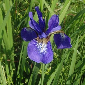 画像2: ファー・イースト(FE2)リサーチ FE2-アヤメ (2)