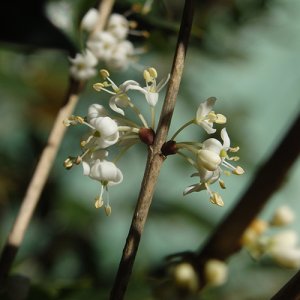 画像2: ファー・イースト(FE2)花ごよみ FE2-ヒイラギ (2)