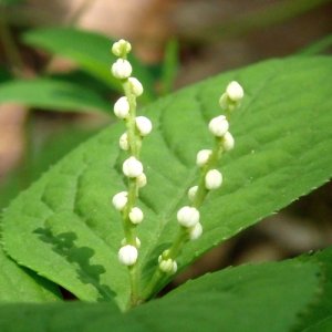 画像2: ファー・イースト(FE2)リサーチ FE2-フタリシズカ (2)