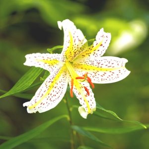 画像2: ファー・イースト(FE2)リサーチ FE2-ヤマユリ (2)