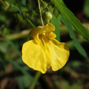 画像2: ファー・イースト(FE2)リサーチ FE2-キツリフネ (2)