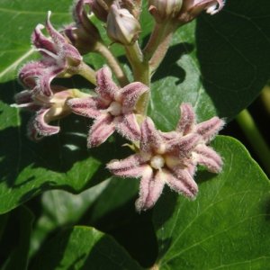 画像2: ファー・イースト(FE2)リサーチ FE2-ガガイモ (2)