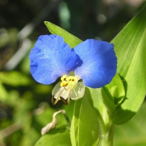 画像2: ファー・イースト(FE2)リサーチ FE2-ツユクサ (2)