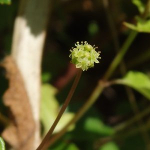 画像2: ファー・イースト(FE2)リサーチ FE2-オオチドメ (2)