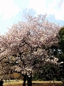 東京は八重桜が満開です！