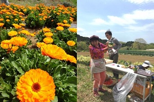 豊受自然農カレンデュラ花摘み・農業体験ツアーに参加してきました！