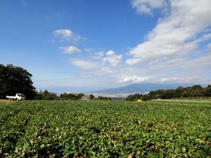 忙しい女性こそ自分のためにレメディーを摂りましょう