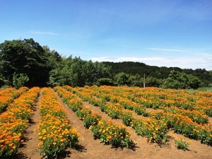 あなたの病気を治すのはあなたの自己治癒力