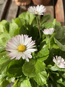 ベリスペレニスの花が咲きました