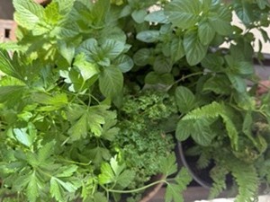 キッチンハーブが元気です！